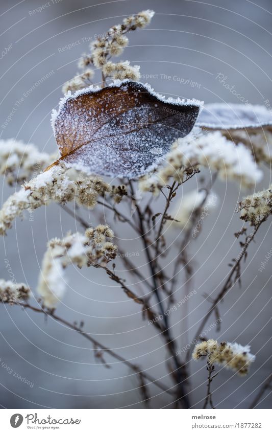 slightly sugared with ice Elegant Style Environment Nature Winter Climate Weather Ice Frost Snow Plant Bushes Blossom Wild plant Leaf Twigs and branches