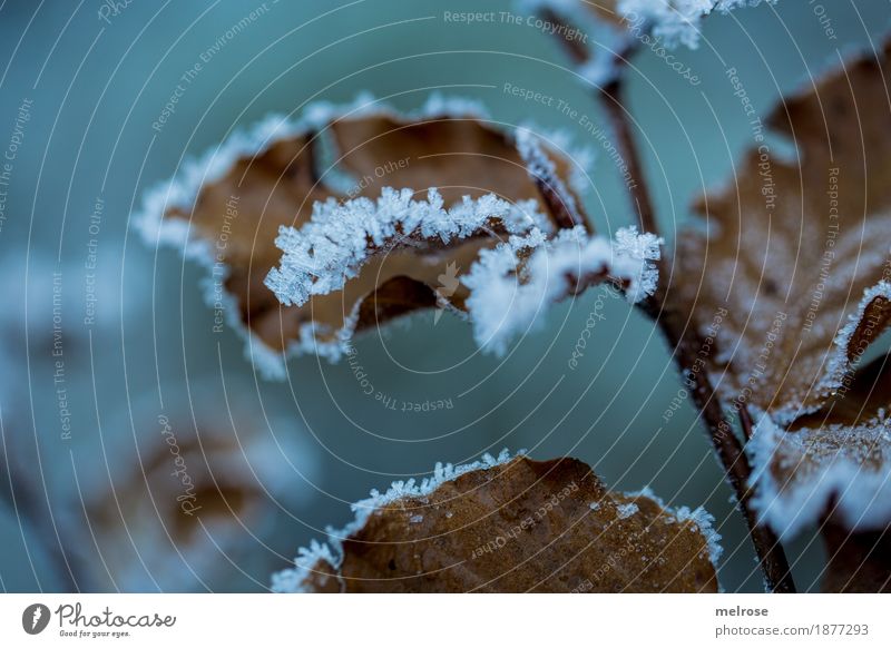 sugared IV Environment Nature Winter Climate Weather Ice Frost Plant Leaf leaves Twigs and branches Snow crystal Forest Ice crystal Father Frost Hoar frost Cold