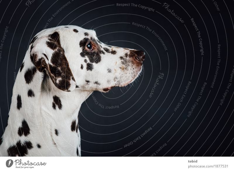 snout Animal Pet Dog Animal face 1 Observe Dalmatian Snout Coat color Pelt Dappled White Colour photo Studio shot Close-up Artificial light Animal portrait