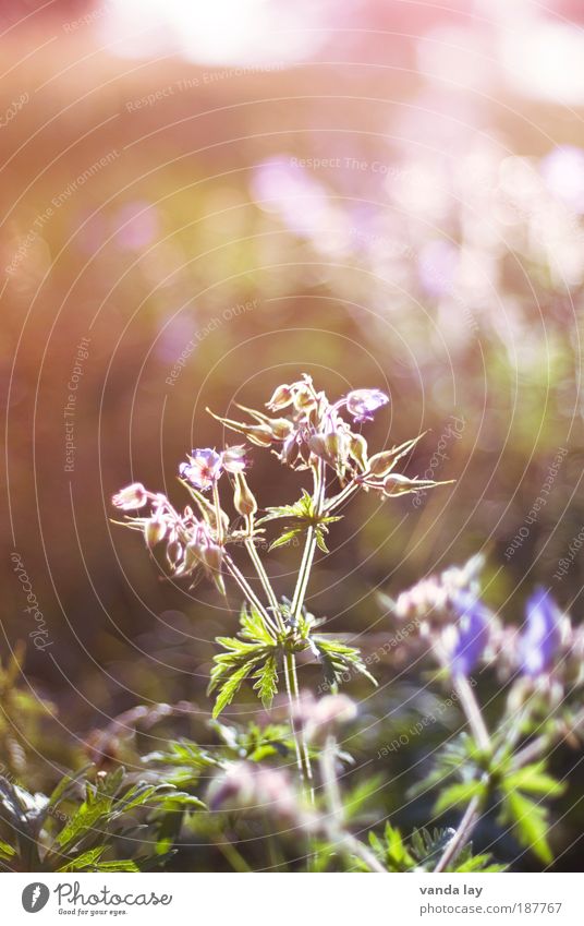 Meadow cranesbill Nature Plant Flower Leaf Blossom Wild plant Field Natural Environment Environmental protection Herbaceous plants Geranium Geranium pratense