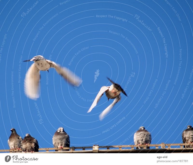 Come on, let's do the takeoff. Lunch Environment Air Cloudless sky Winter Ice Frost Eaves Bird Pigeon Group of animals Flying Esthetic Free Delicious Blue Gray