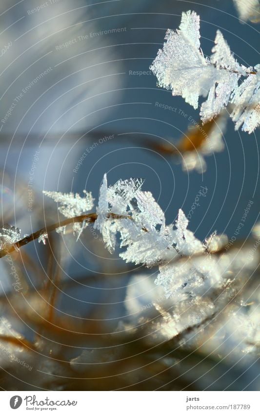 no summer picture Nature Winter Beautiful weather Ice Frost Snow Grass Meadow Cold Frostwork jarts Exterior shot Close-up Detail Macro (Extreme close-up)