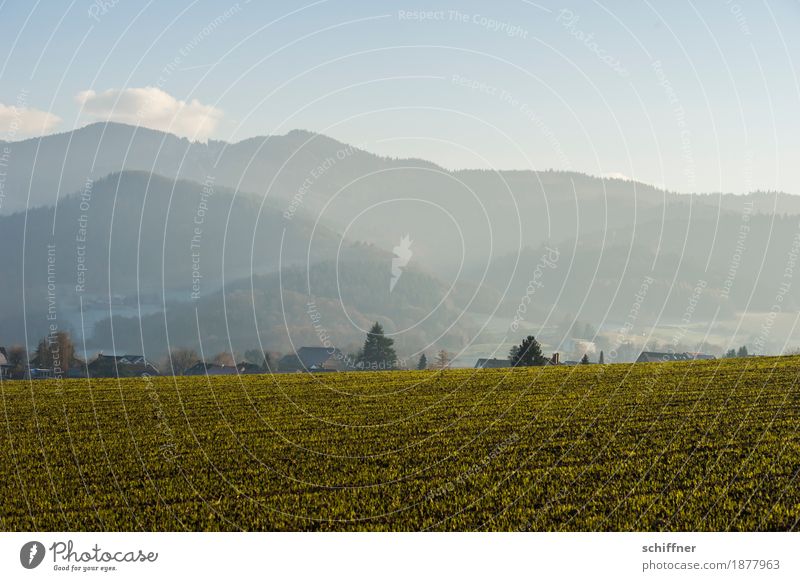 Breathe you in my Dreams Landscape Winter Beautiful weather Plant Tree Grass Field Hill Mountain Peak Soft Contentment To enjoy Black Forest Schauinsland Slope