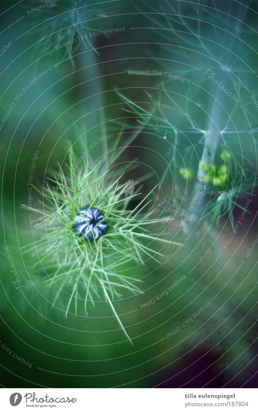 * Environment Nature Plant Blossom Agricultural crop Dill Dill blossom Authentic Exotic Natural Original Wild Blue Green Colour Depth of field Edible Primordial