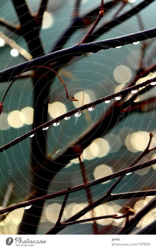 transience Environment Water Drops of water Weather Beautiful weather Bad weather Rain Tree Fresh Glittering Wet Natural Calm Hope Nature Transience jarts