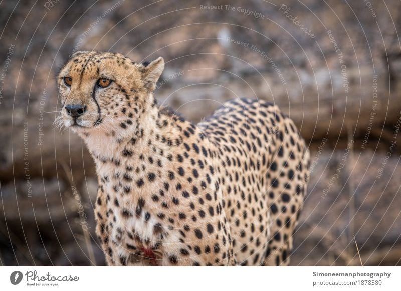 Starring Cheetah in the Kruger. Safari Nature Cat Vacation & Travel Africa South Africa Wildlife Wildlife Photography Animals Conservation Mammal Endangered