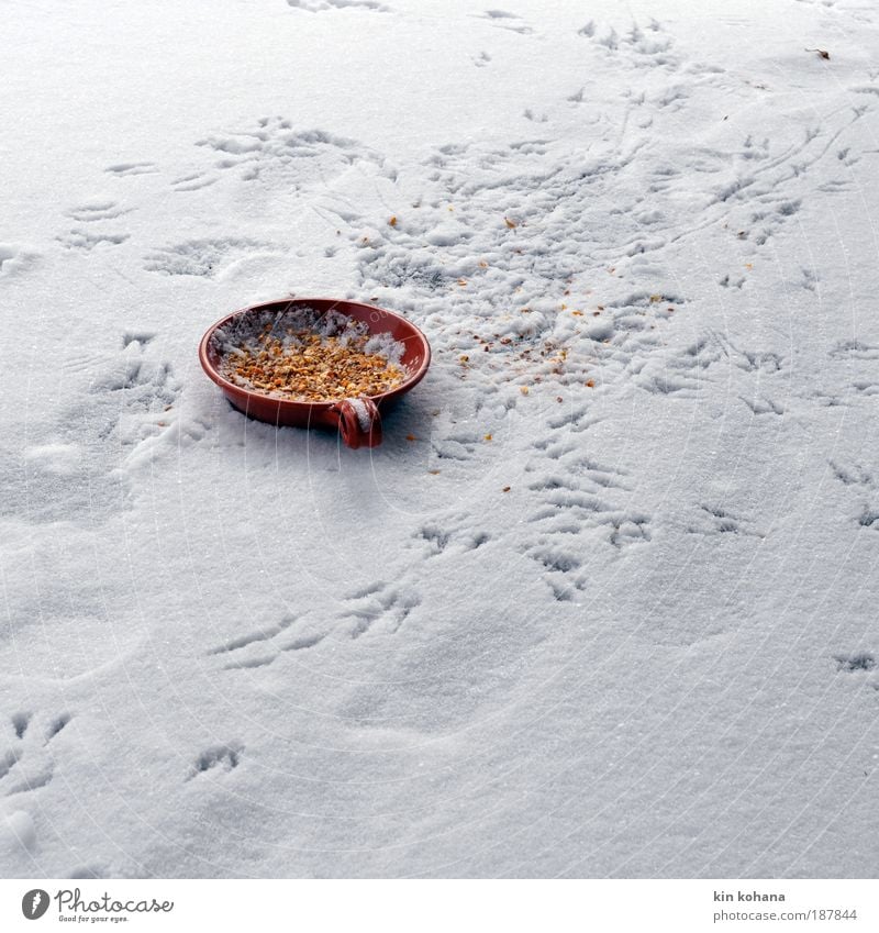 brag Grain Nutrition Bowl Winter Ice Frost Snow Wild animal Bird Animal tracks Group of animals Footprint Flying To feed Freeze Feeding Appetite Gluttony