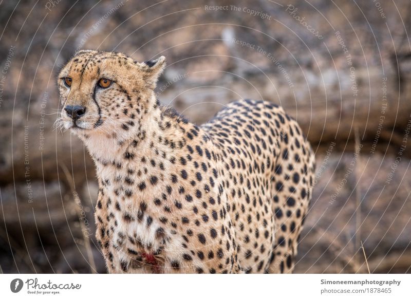 Cheetah starring in the Kruger National Park, South Africa. Safari Nature Cat Hunting Beautiful Wildlife Wildlife Photography Animals Conservation Mammal