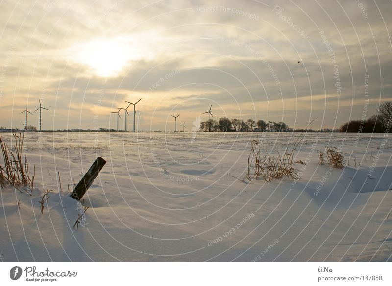 White Christmas Environment Nature Landscape Plant Air Water Winter Beautiful weather Ice Frost Snow Field Dithmarschen Freeze Colour photo Exterior shot