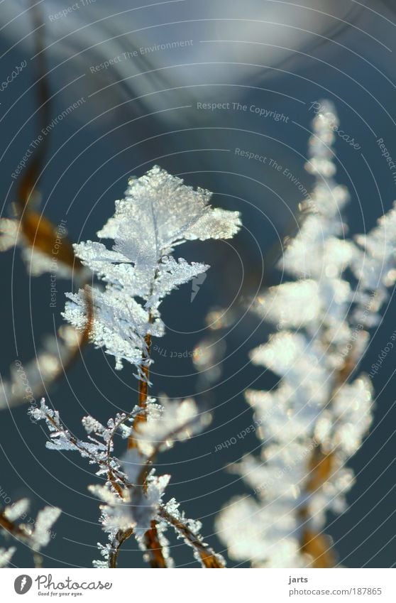 frost Nature Plant Winter Ice Frost Snow Grass Meadow Cold Natural Calm Climate jarts Frostwork Colour photo Exterior shot Close-up Detail Deserted