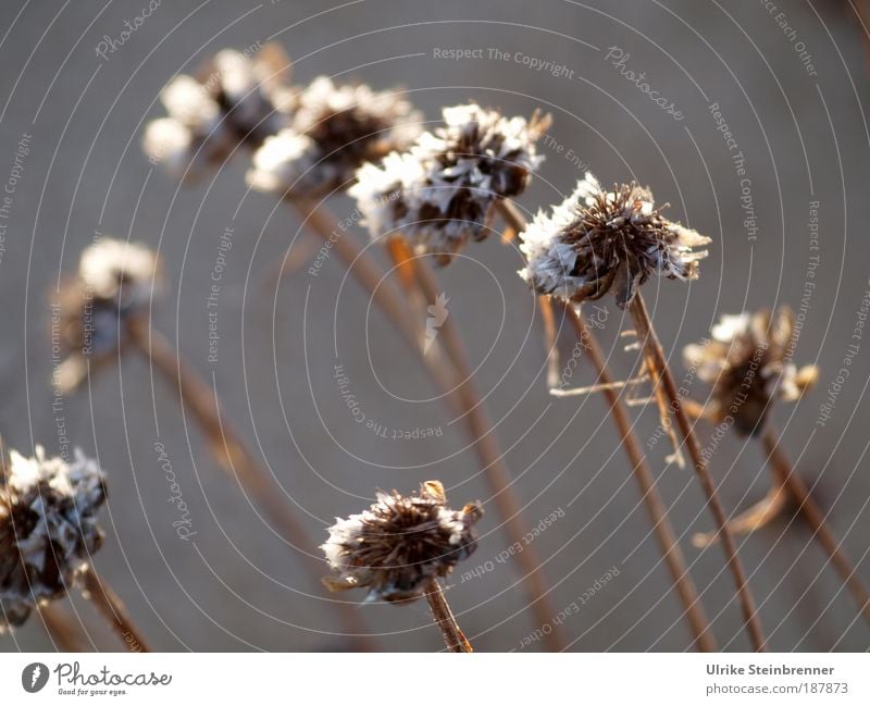 Dried flower heads on brown stems Nature Plant Autumn Winter bleed Wild plant Withered Dry Shriveled Drought Meadow Field Old Brown Transience Death Survive