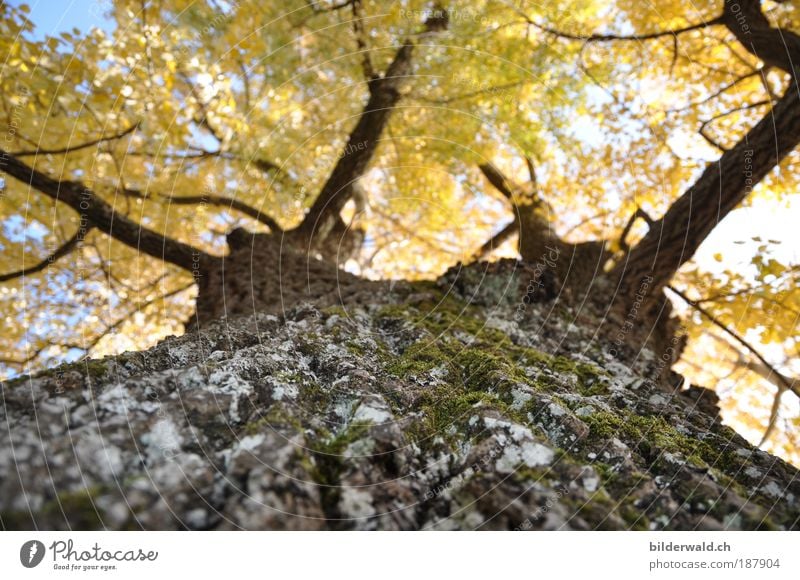 AutumnGold Nature Landscape Plant Beautiful weather Tree Observe To hold on Lie Looking Dream Growth Warmth Warm light Moss Leaf Branch Colour photo