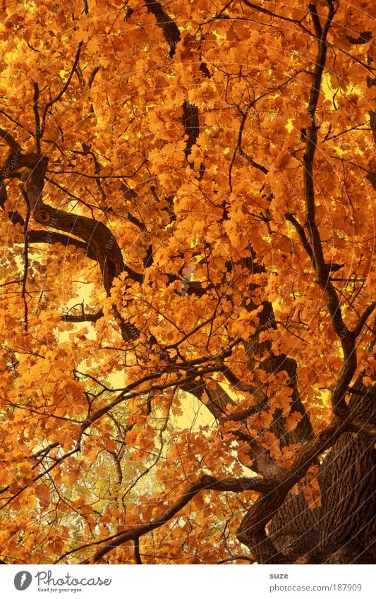 golden section Environment Nature Landscape Elements Autumn Tree Leaf Esthetic Gold Time Autumn leaves Autumnal Seasons Deciduous forest Colouring Treetop