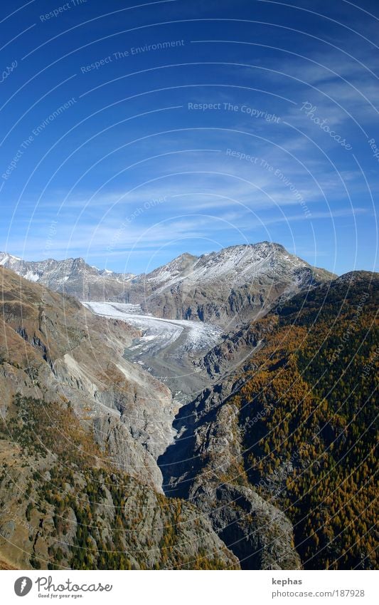 Large (?) Aletsch Glacier Environment Nature Landscape Sky Clouds Autumn Climate Climate change Beautiful weather Forest Rock Alps Mountain Peak Canyon