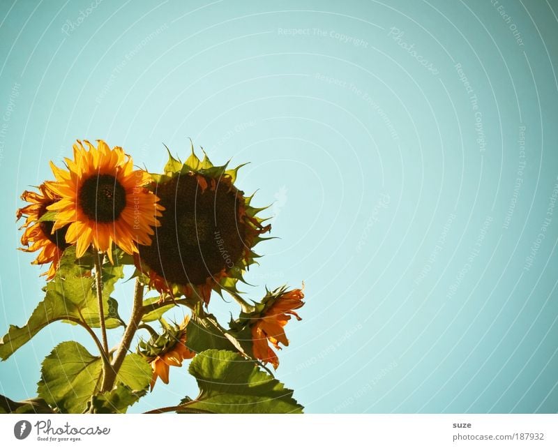 solar system Organic produce Vegetarian diet Beautiful Summer Sun Garden Gardening Environment Nature Plant Sky Climate Weather Flower Blue Yellow Sunflower