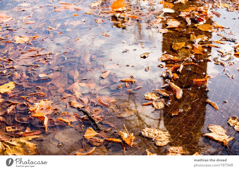 autumn Environment Nature Landscape Plant Sky Clouds Autumn Weather Beautiful weather Rain Tree Leaf Park Meadow Wet Calm Autumnal colours Autumn leaves To fall