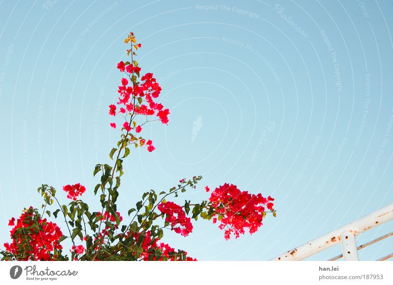 flower Sky Beautiful weather Cloudless sky Flash photo Worm's-eye view Handrail Banister Flower Plant Red Blue Relaxation Summer Blossom Copy Space right