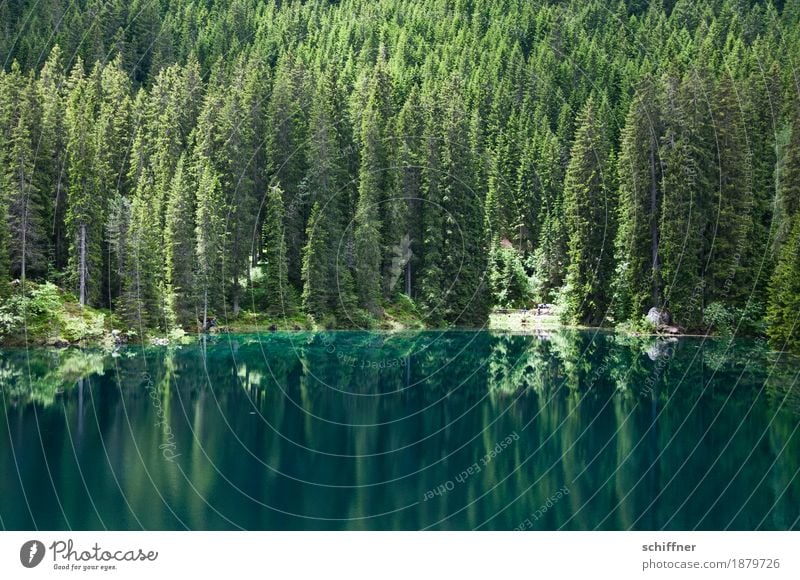 Green is the hope... Environment Nature Landscape Plant Tree Forest Lakeside Reflection Mirror image Coniferous trees Coniferous forest Exterior shot Deserted