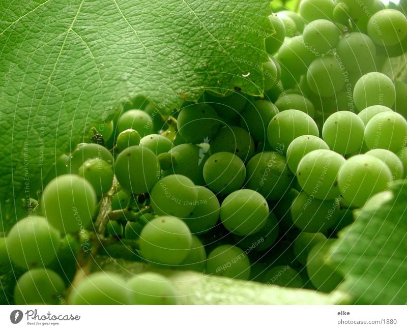 grape landscape Bunch of grapes Healthy Vine Fruit