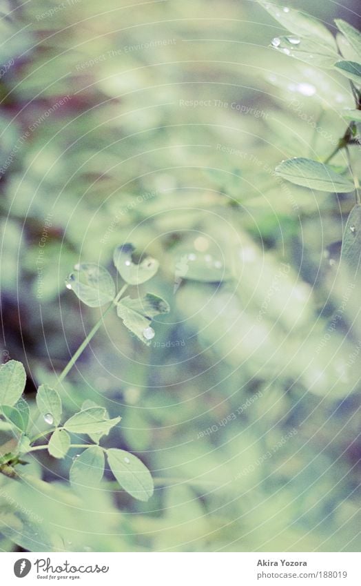 clover Nature Spring Summer Plant Leaf Clover Meadow Growth Esthetic Green Happy Optimism Sympathy Romance Hope Belief Relationship Colour photo Subdued colour