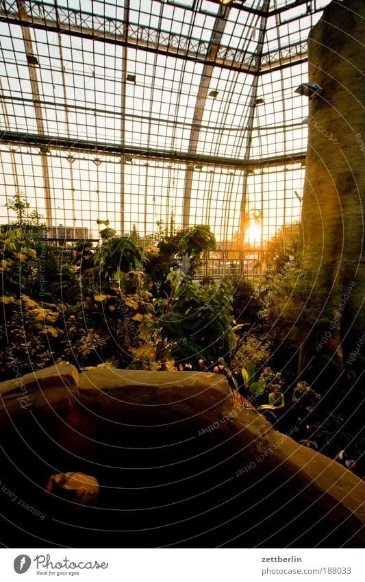 Happ New Year Sunrise Sunset Hall Greenhouse Glass Window pane Slice Pane Tropical greenhouse Virgin forest Tropic trees tropical island Botanical gardens