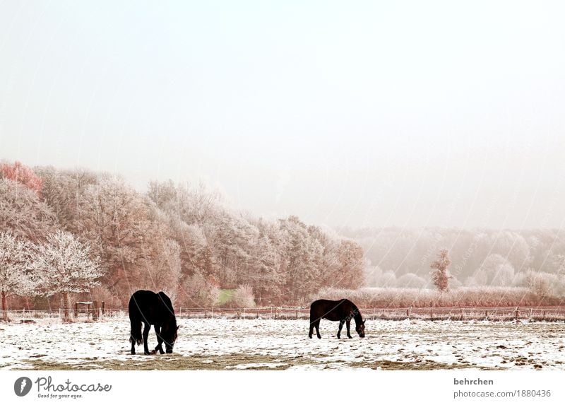 once grass frozen please Nature Plant Animal Sky Clouds Autumn Winter Beautiful weather Fog Ice Frost Snow Tree Grass Bushes Meadow Field Forest Horse 2 To feed