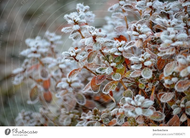 frosties Plant Winter Ice Frost Snow Bushes Garden Cold White Moody Climate Nature Environment Colour photo Subdued colour Exterior shot Pattern