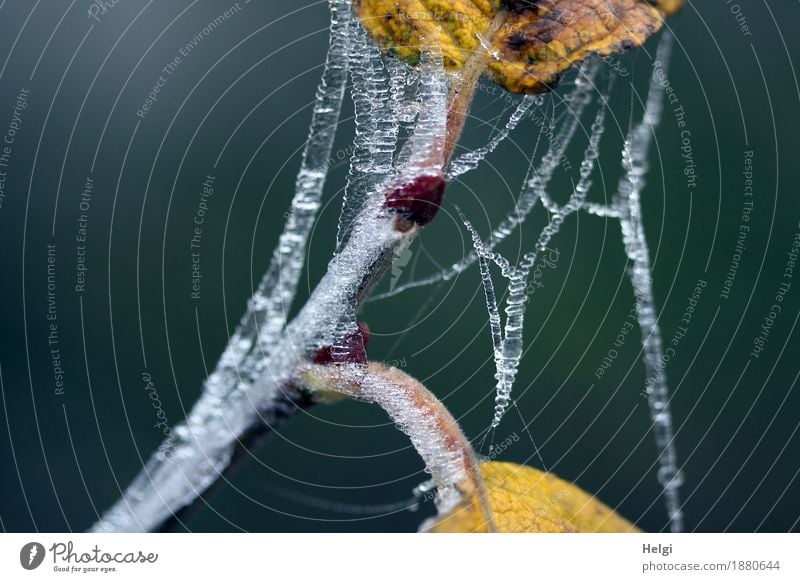 1400 | dressed up Environment Nature Plant Winter Ice Frost Leaf Stalk Forest Old To hold on Freeze Hang To dry up Exceptional Uniqueness Cold Small Natural