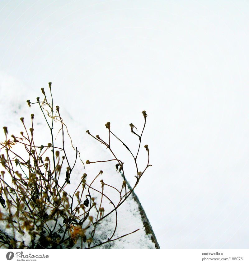 en plein hiver Nature Plant Winter Snow Pot plant Cold Gloomy Exhaustion Death Environment Terrace Colour photo Exterior shot Detail Day