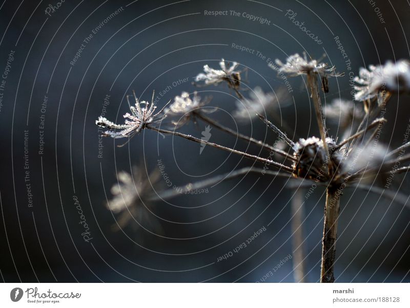 winter magic Nature Winter Ice Frost Plant Grass Bushes Meadow Cold Shriveled Exterior shot Close-up Blur Shallow depth of field