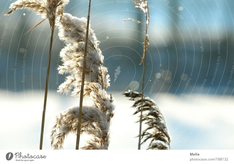 beginning of winter Environment Nature Landscape Plant Winter Climate Climate change Weather Ice Frost Snow Snowfall Grass Park Lakeside Pond Faded Growth Cold