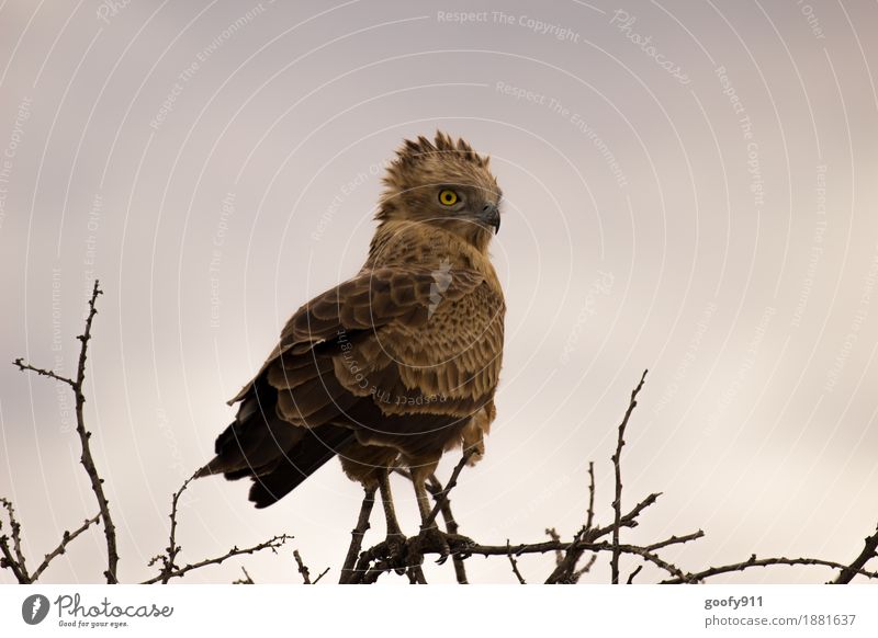 At the top!!! Vacation & Travel Adventure Safari Environment Nature Landscape Sky Clouds Spring Summer Weather Bad weather Bushes Desert Animal Wild animal Bird