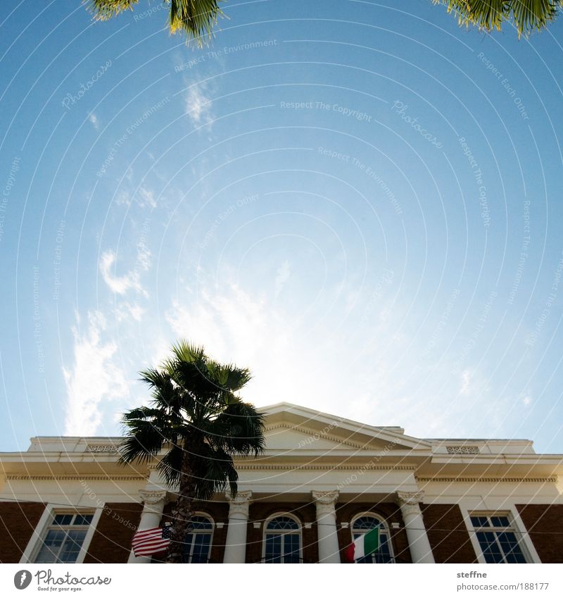 Christmas tree Tampa USA Italy Small Town Old town House (Residential Structure) Dream house Spring fever Column Flag Summer Hot Palm tree City hall