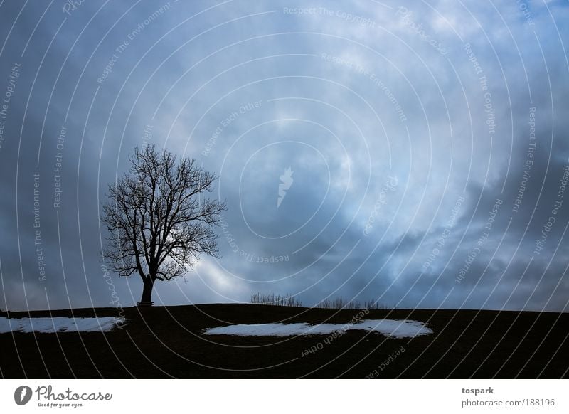 winter tree Far-off places Winter Snow Environment Nature Landscape Elements Air Sky Clouds Storm clouds Horizon Sunrise Sunset Sunlight Tree Meadow Hill Dark