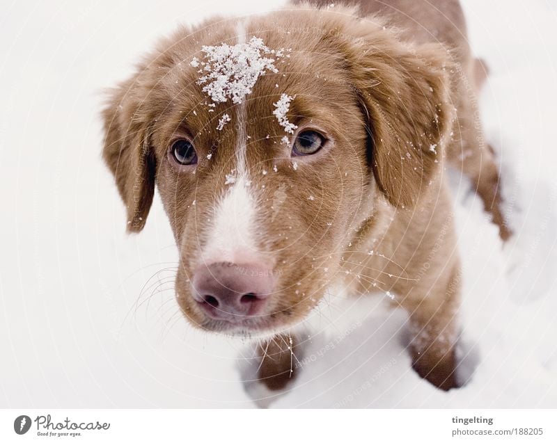 the little prince Nature Snow Dog 1 Animal Touch To enjoy Looking Simple Free Friendliness Happy Near Brown Pink White Contentment Loyal Love of animals