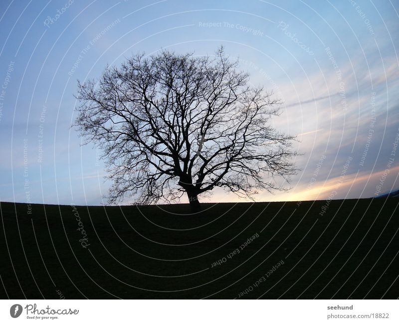 Tree at 16:30 Olympic Park Munich Winter Twilight Nature Evening Morning Sky Tree without leaves Mountain