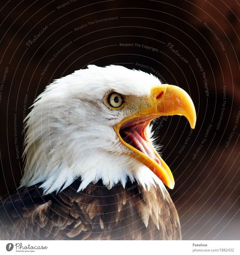 bawler Environment Nature Animal Wild animal Bird Animal face 1 Free Bright Near Natural Brown Yellow White Bald eagle Eagle Beak Eyes Feather Colour photo