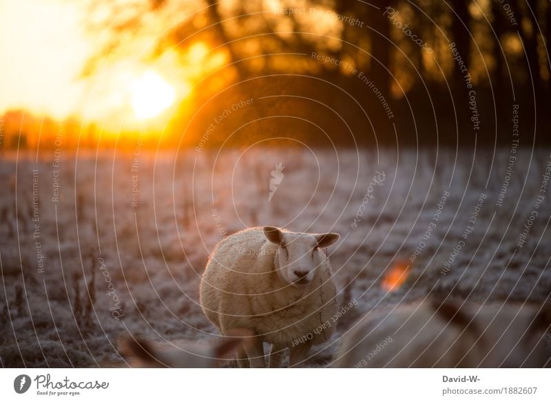 early and frosty Environment Nature Landscape Air Sun Sunrise Sunset Sunlight Autumn Winter Climate Weather Beautiful weather Ice Frost Snow Meadow Field Animal