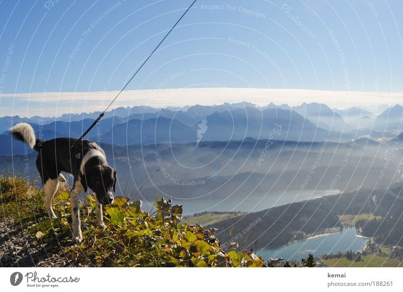 dog Trip Mountain Hiking Autumn Environment Nature Landscape Water Sky Clouds Horizon Sunlight Beautiful weather Plant Leaf Foliage plant Alps Peak Lake