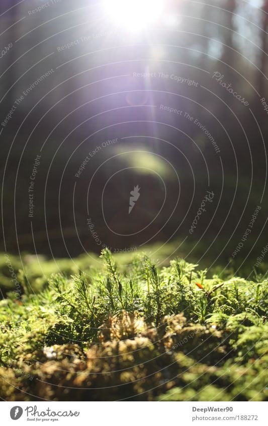 forest Environment Nature Earth Sun Beautiful weather Plant Tree Moss Wild plant Forest Happy Colour photo Exterior shot Experimental Day Shadow Contrast