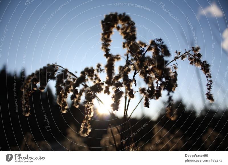 cloud Environment Nature Sunrise Sunset Beautiful weather Plant Bushes Wild plant Emotions Day Colour photo Exterior shot Close-up Detail