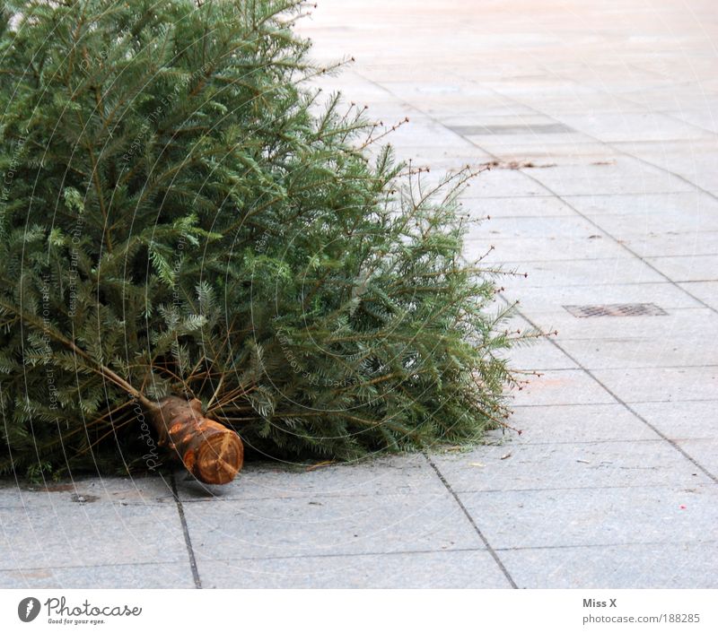 knut Living or residing Decoration Winter Plant Tree Old Dry End Christmas tree Fir tree Throw away Fir needle Exterior shot Close-up Deserted Copy Space right