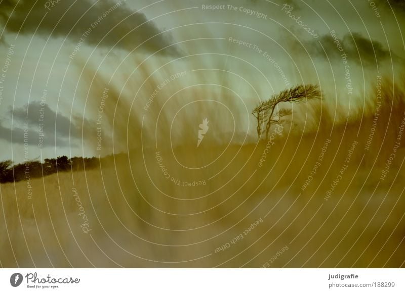 western beach Environment Nature Landscape Plant Sand Sky Clouds Climate Gale Tree Grass Coast Baltic Sea Dark Cold Natural Wild Loneliness Uniqueness Change