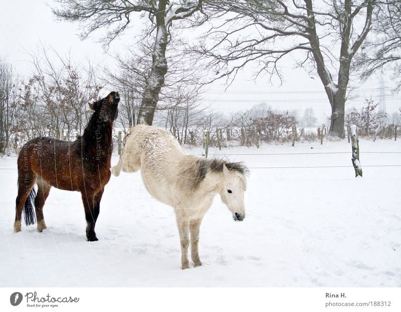 Leave me alone! Leisure and hobbies Ride Pet Horse 2 Animal Freeze Argument Aggression Cold Brown White Stress Loneliness Frustration Emotions Uniqueness