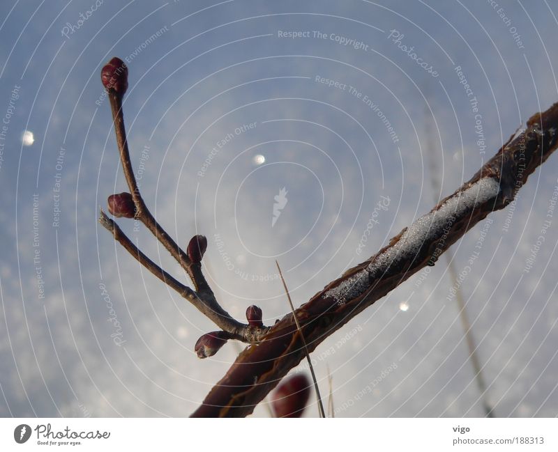 * Buddy resistance* Winter Snow Plant Bushes Wild plant Defiant Branch Twig White Cold Blade of grass Exterior shot