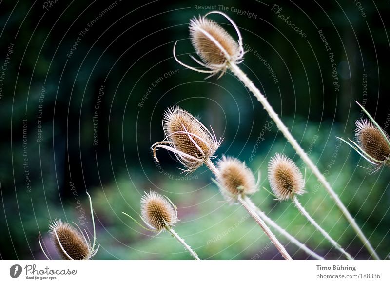 The thistle Nature Plant Autumn Beautiful weather Wind Wild plant Thistle Park Dark Authentic Infinity Bright Retro Thorny Dry Brown Green Black Life Dream