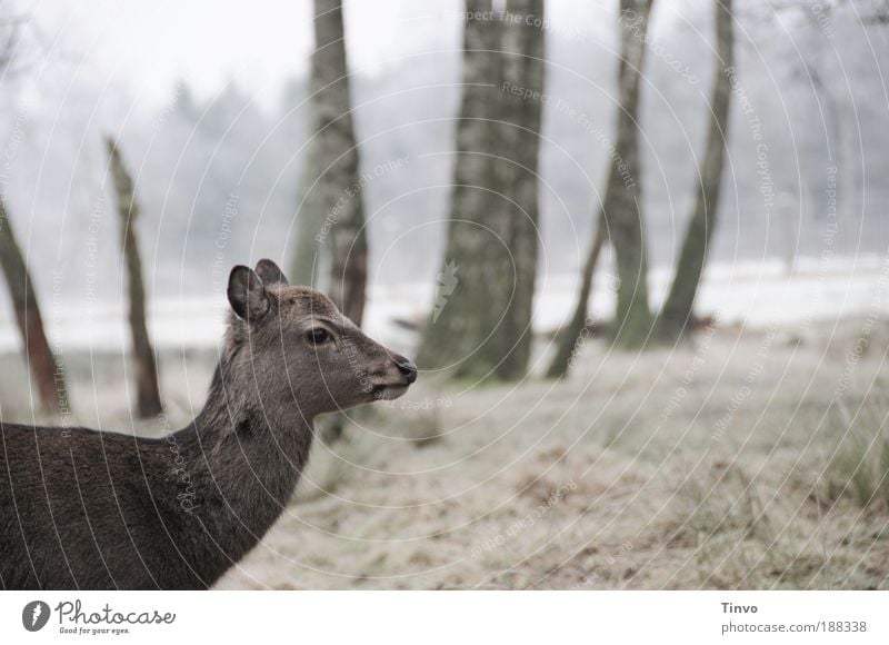 shy Winter Tree Meadow Forest Animal Wild animal Pelt 1 Looking Nature Timidity Roe deer Sika deer Clearing Subdued colour Exterior shot Day