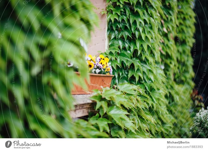 Flowers in windowsill between green facade Plant Blossom Building Facade Window Idyll Uniqueness Colour photo Exterior shot Blur