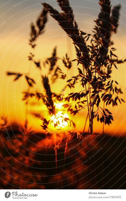 Grasses at sunset Style Design Arrange Decoration Wallpaper Image Poster Canvas Card Funeral service Nature Plant Sun Sunrise Sunset Summer Wild plant Seed