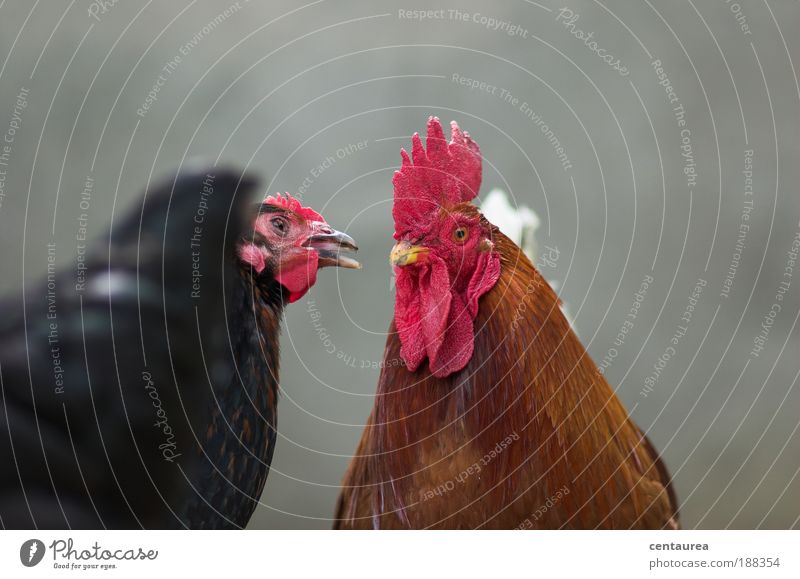 chicken love Farm animal 2 Animal Positive Brown Gray Red Black Emotions Infatuation Relationship Colour photo Exterior shot Close-up Deserted Copy Space top